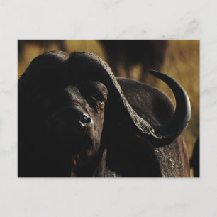 Buffalo - safari groot vijf dier briefkaart