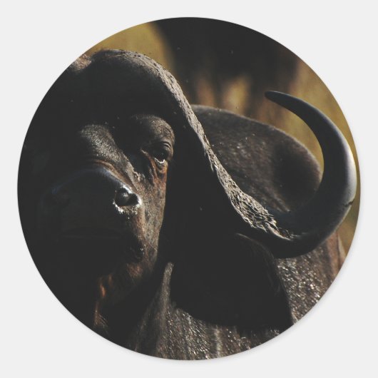 Buffalo - safari gros cinq autocollants animaux (Devant)