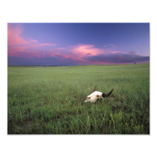 Buffalo-schedel in prairiegras bij Medora Foto Afdruk