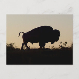 Buffalo Silhouette Briefkaart