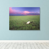 Buffalo Skull in Prairie Grass bij Medora Canvas Afdruk (Insitu (Houten vloer))