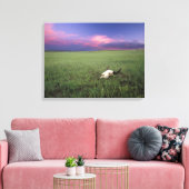 Buffalo Skull in Prairie Grass bij Medora Canvas Afdruk (Insitu (Woonkamer))