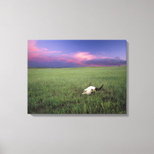 Buffalo Skull in Prairie Grass bij Medora Canvas Afdruk