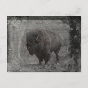 Buffalo Tintype Briefkaart