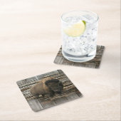 Buffalo Vierkante Kartonnen Onderzetter (Insitu)