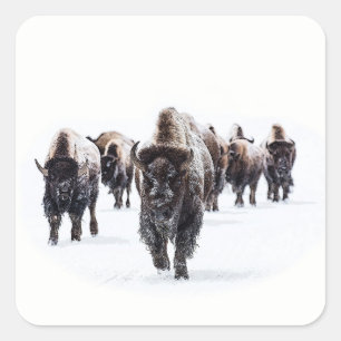 Buffalo Vierkante Sticker