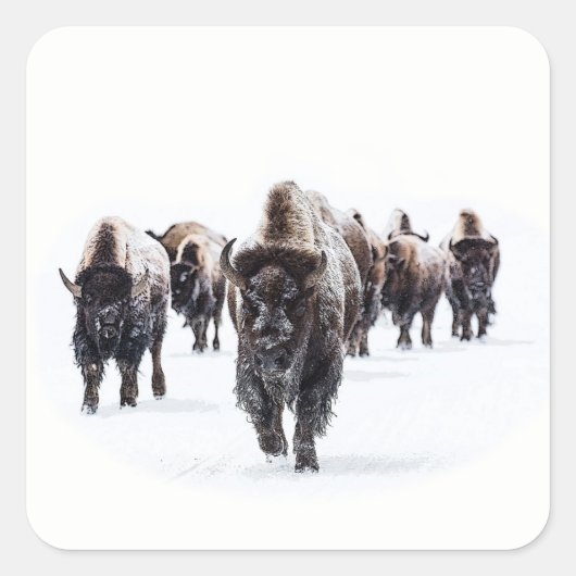 Buffalo Vierkante Sticker (Voorkant)
