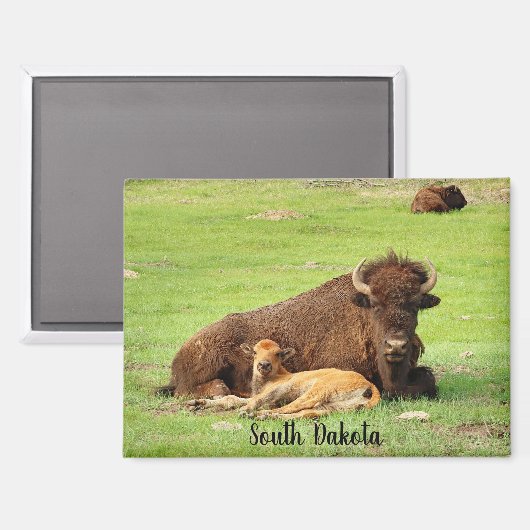 Buffalo with calf magnet (Recto/Verso)