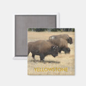 Buffalo Yellowstone Magnet Magneet (Voorkant / Achterkant)