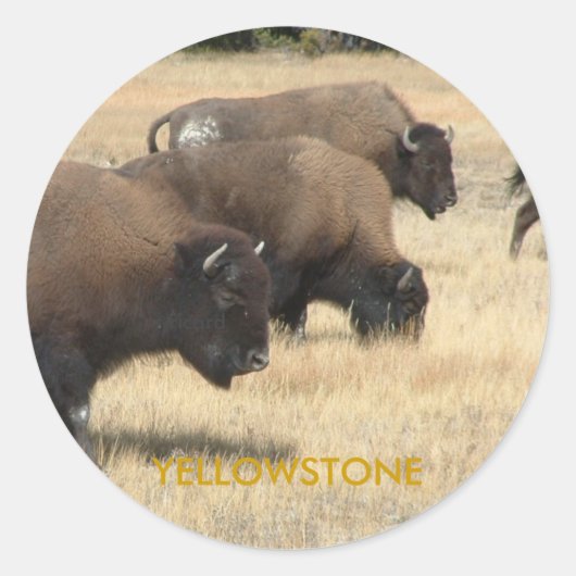 Buffalo Yellowstone Sticker (Voorkant)