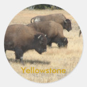 Buffalo Yellowstone Sticker (Voorkant)