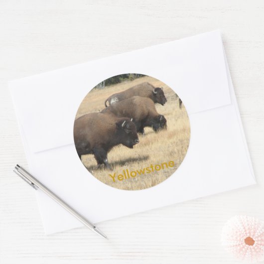 Buffalo Yellowstone Sticker (Envelop)
