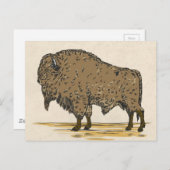  buffel briefkaart (Voorkant / Achterkant)