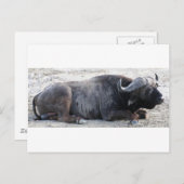 buffel briefkaart (Voorkant / Achterkant)
