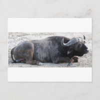 buffel