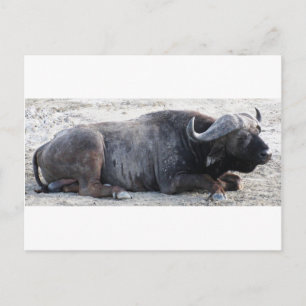 buffel briefkaart