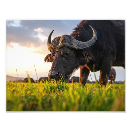 buffel foto afdruk (Voorkant)