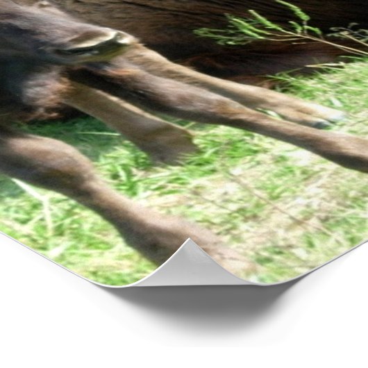 Buffelblad Afbeelding Poster afdrukken (Hoek)