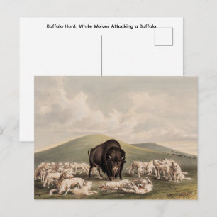 Buffeljacht, Witte Wolven die een Buffel aanvallen Briefkaart