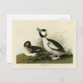 Buffelkop Duck van Audubon's Birds of America Briefkaart (Voorkant / Achterkant)