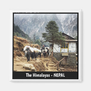 Buffelvervoer, Everest-uitzichten — Nepal Magneet