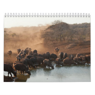 Buffle Calendar Buffalo Animal-kalender Kalender