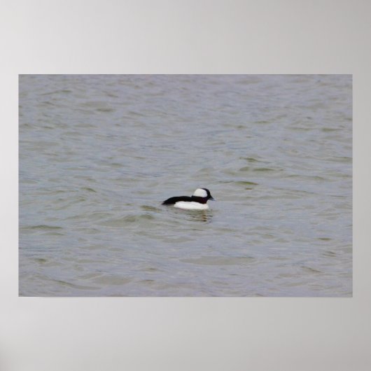 Bufflehead Duck Photo Poster (Voorkant)