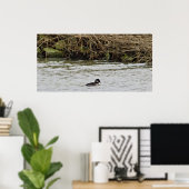 Bufflehead Duck Photo Poster (Thuiskantoor)