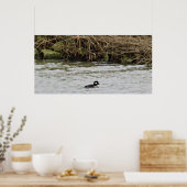 Bufflehead Duck Photo Poster (Keuken)