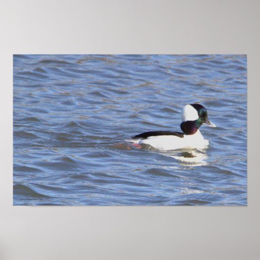 Bufflehead Duck Poster (Voorkant)