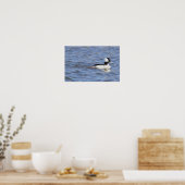 Bufflehead Duck Poster (Keuken)