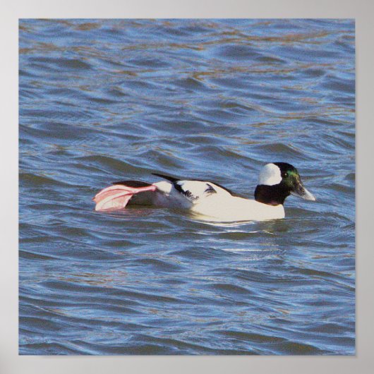 Bufflehead Duck Poster (Voorkant)