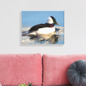 Bufflehead Eend Premium Verpakt Canvas (Glans) Afdruk (Insitu (Woonkamer))