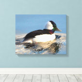 Bufflehead Eend Premium Verpakt Canvas (Glans) Afdruk (Insitu (Houten vloer))
