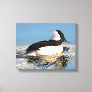 Bufflehead Eend Premium Verpakt Canvas (Glans) Afdruk
