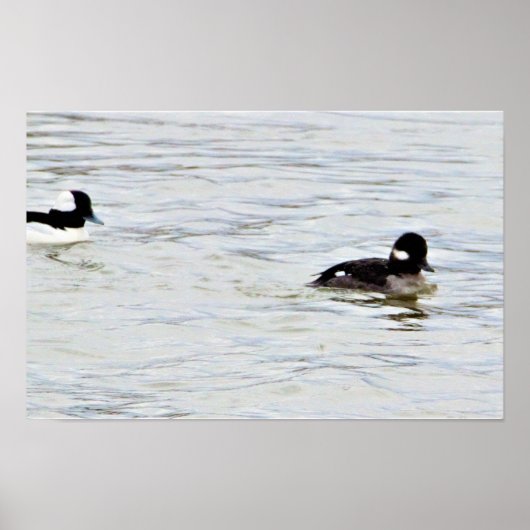 Bufflehead Eenden Foto Poster (Voorkant)