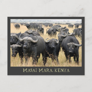 Buffles Africains Masai Mara Carte Postale Kenya