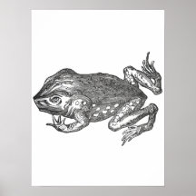 Bufo Rana ook bekend als Reuzenpad