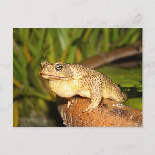 bufo the frog briefkaart (Voorkant)