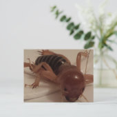 Bug 1 - opgeleide brainfart briefkaart (Staand voorkant)