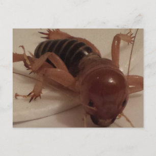 Bug 1 - opgeleide brainfart briefkaart