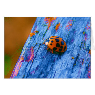 Bug couleur fou