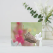 Bug Shield sur la carte postale Dusty Miller (Debout devant)