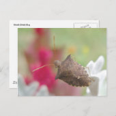 Bug Shield sur la carte postale Dusty Miller (Devant / Derrière)