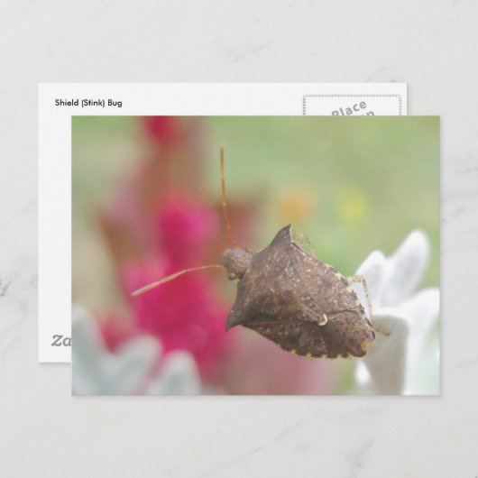 Bug Shield sur la carte postale Dusty Miller (Devant / Derrière)