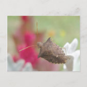 Bug Shield sur la carte postale Dusty Miller (Devant)