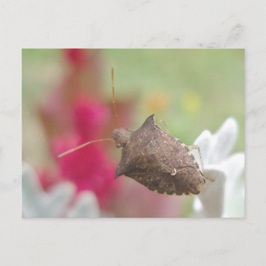 Bug Shield sur la carte postale Dusty Miller (Devant)