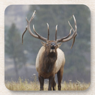 Bugelend Wapiti-hert, Yellowstone NP, Wyoming 2 Drankjes Onderzetter
