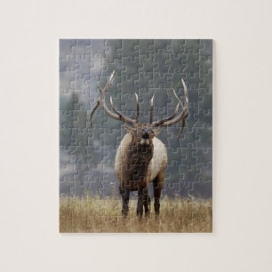 Bugelend Wapiti hert, Yellowstone NP, Wyoming 2 Legpuzzel