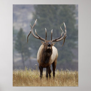 Bugelend Wapiti-hert, Yellowstone NP, Wyoming 2 Poster